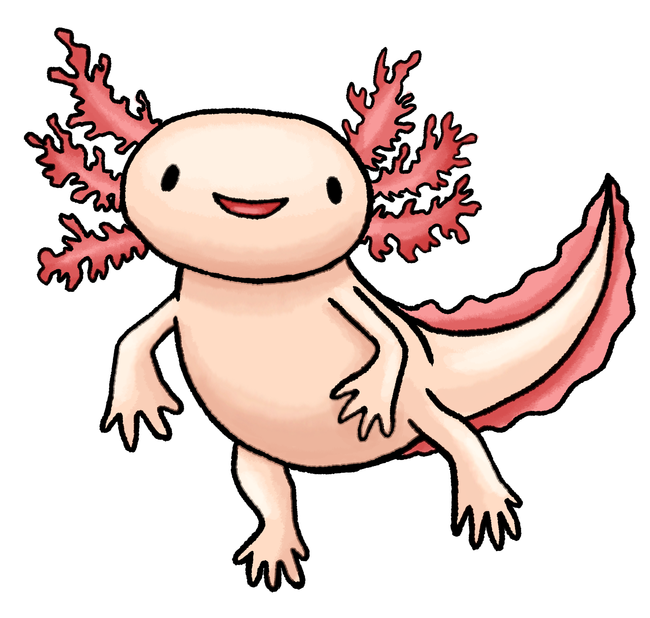 Axolotl