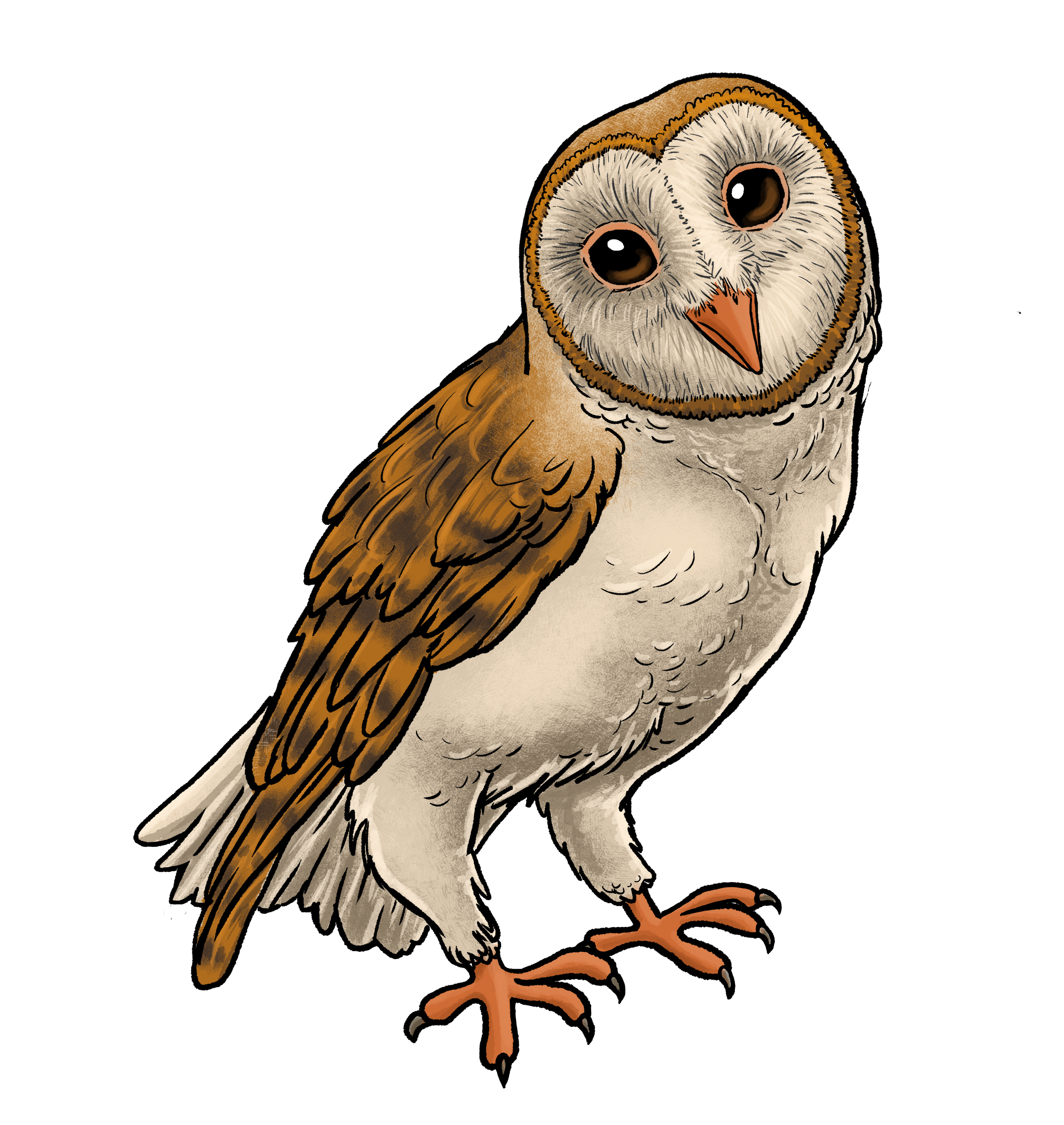 Barn Owl