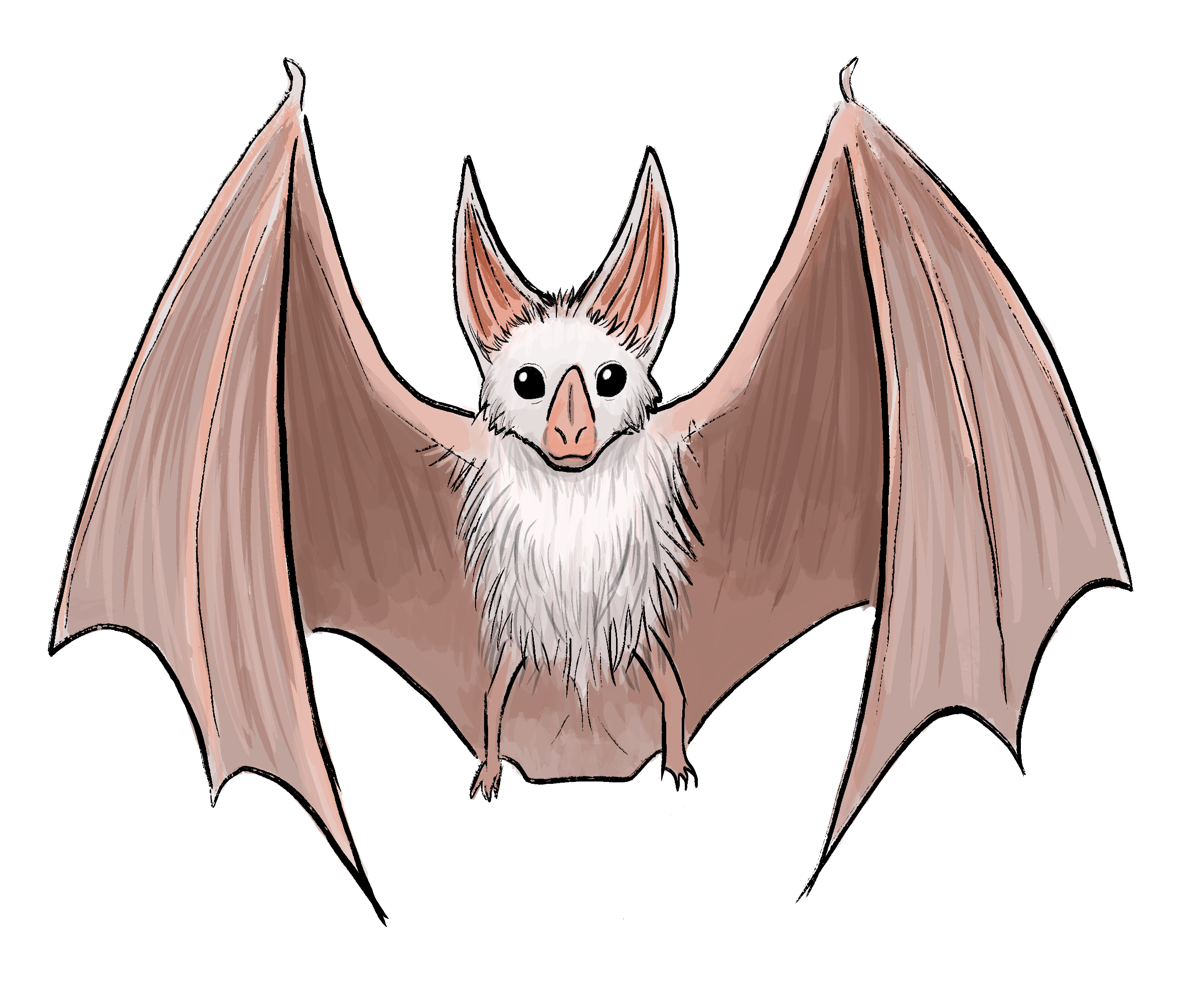 Ghost Bat