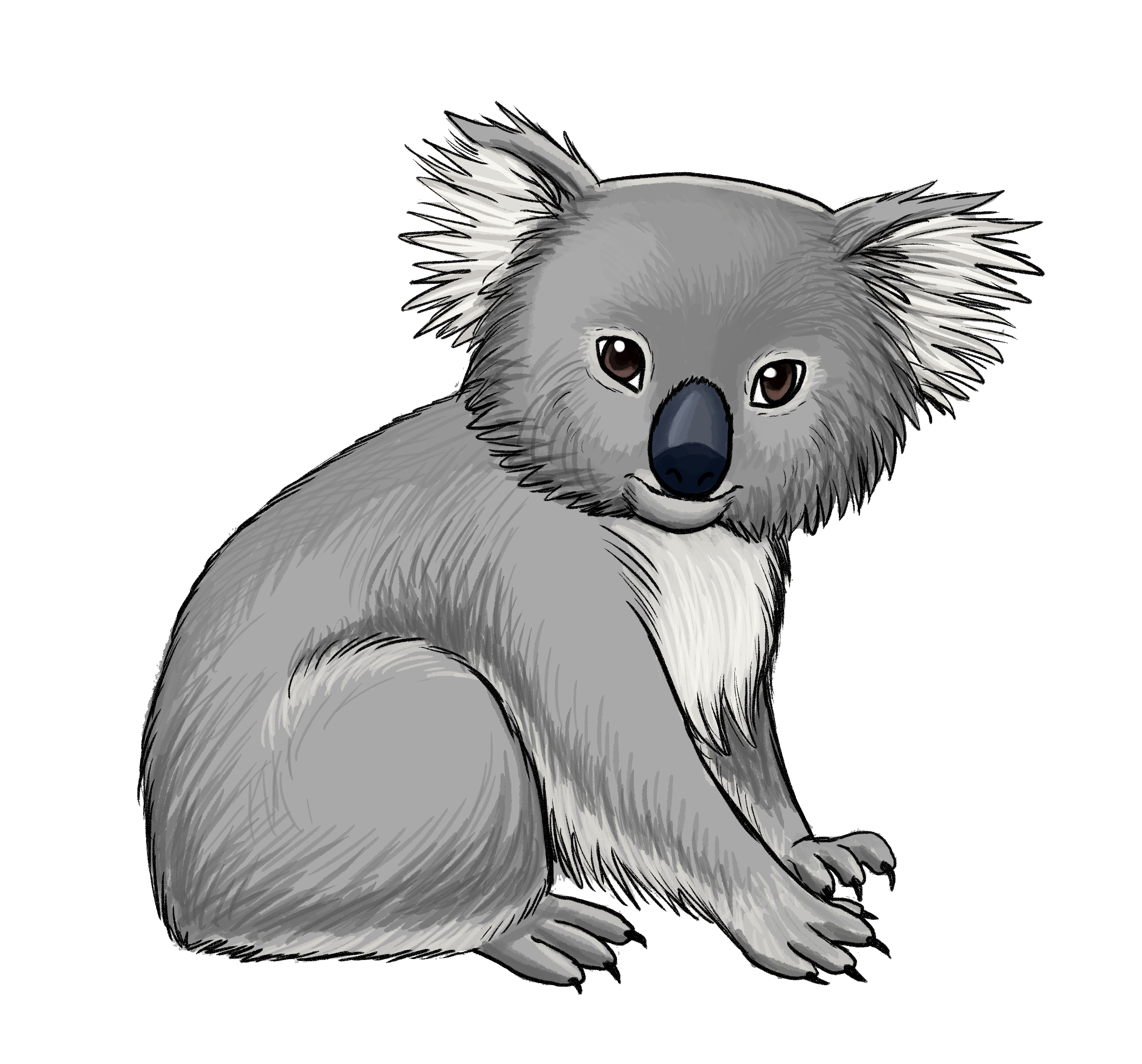 Koala