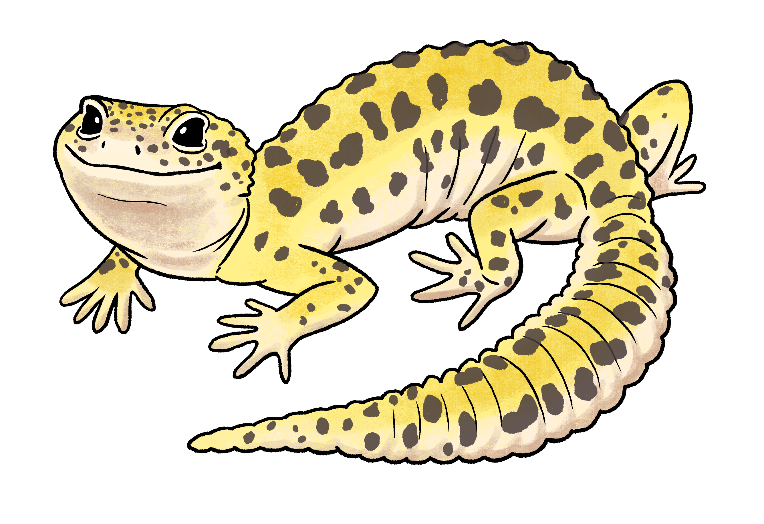 Leopard Gecko