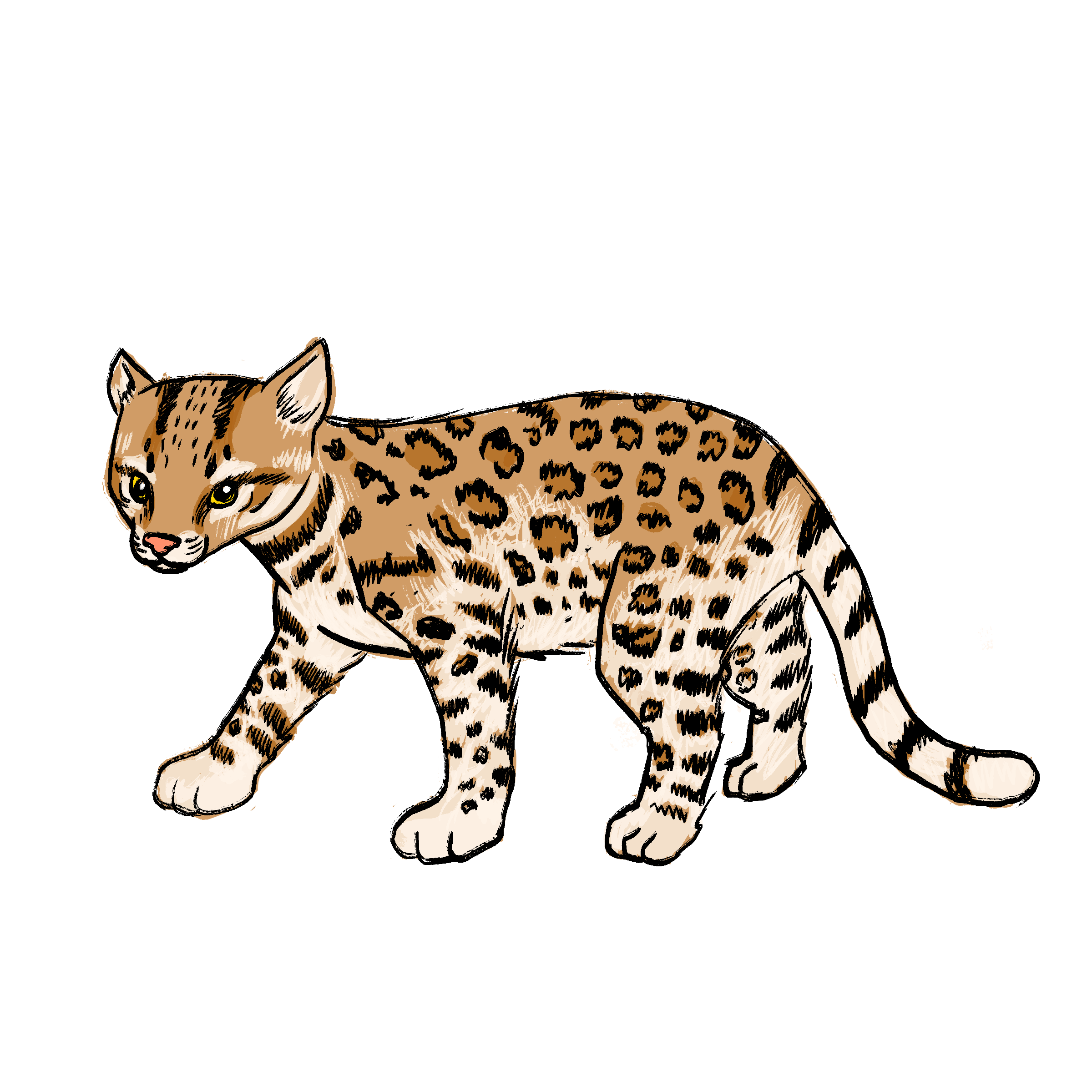 Ocelot