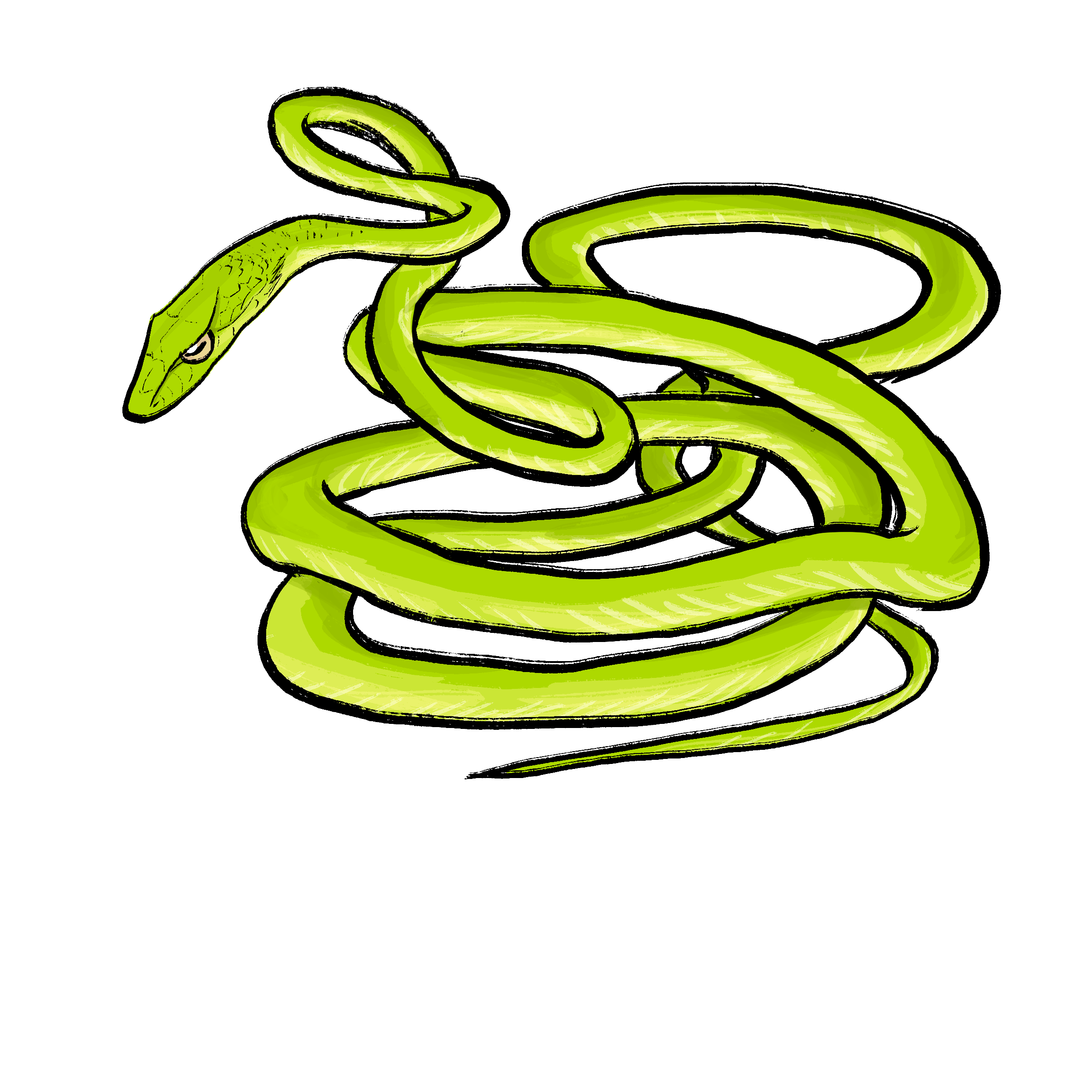 Vine Snake